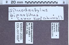 Etiketten zu Simodactylus bipartitus (NHMW-ZOO-COL-0011037)